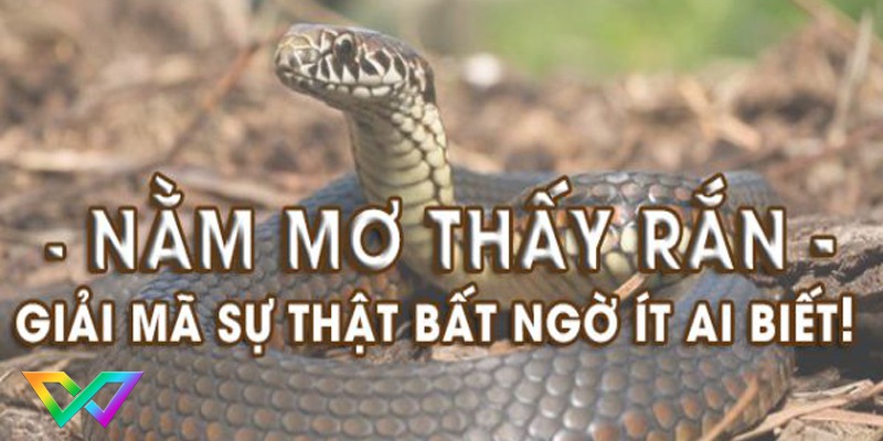 giai-ma-giac-mo-thay-ran-can-la-diem-bao-gi 1