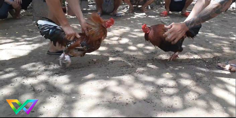 kinh-nghiem-choi-da-ga-mien-tay