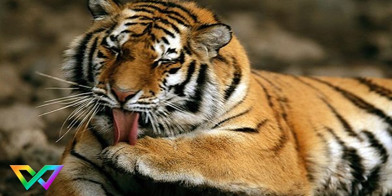 mo-thay-ho-co-y-nghia-gi