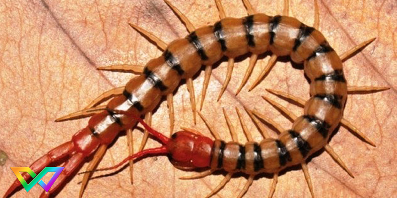 ngu-mo-thay-ret-la-diem-bao-gi-1