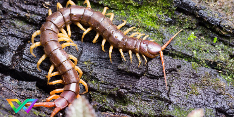 ngu-mo-thay-ret-la-diem-bao-gi-2